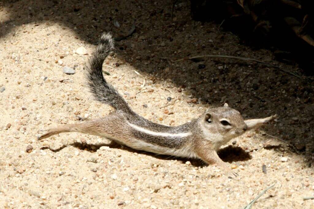 Rek je eens lekker uit